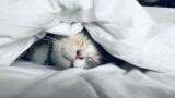 athlete sleep