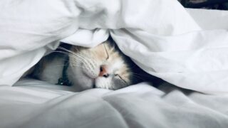 athlete sleep