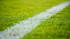 sports fan marketing business