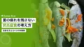 夏季アスリートの回復を助ける抗炎症食の考え方 15 anti inflammatory diet summer athlete recovery