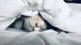 harimoto sleep