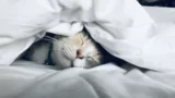 ronaldo sleep
