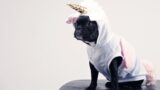 togami underdog mindset