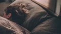 山本楓己に学ぶ、朝の目覚めを変える睡眠習慣 14 yamamoto fuuki sleep