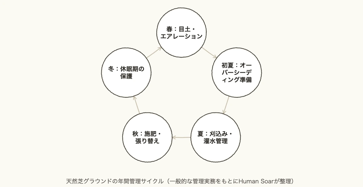 グラウンド整備10社比較|施設担当者が失敗しない選び方 8 天然芝グラウンドの年間管理サイクルを示す図解
