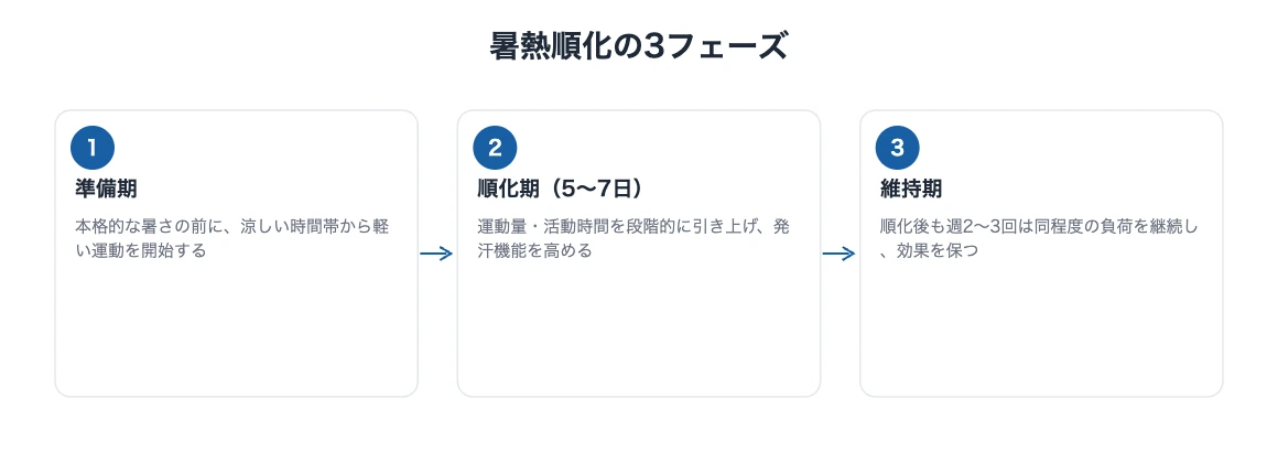 暑熱順化とは|アスリートに学ぶ5日間の企業対策 10 暑熱順化のメカニズムを準備期・順化期・維持期の3段階で示す図解