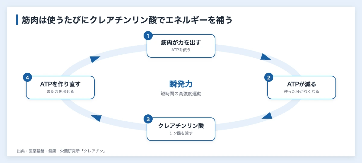クレアチンとは|スポーツでの効果・摂取量と指導者の注意点 10 クレアチンが筋肉のエネルギーを補う仕組みの図解|クレアチンとは